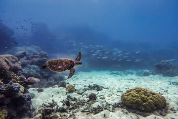 australische meeresschildkröte schwimmt unter wasser mit einigen kleinen fischen im hintergrund und korallen im vordergrund