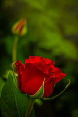 Blossomed red rose and bud in the background