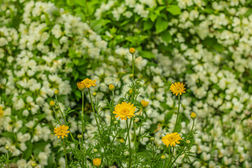 Blooming yellow marigolds