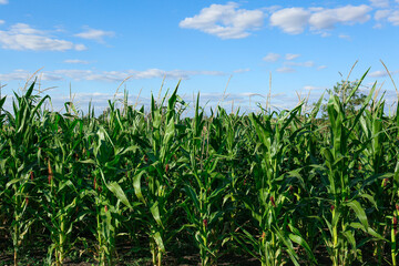 Beautiful view of corn growing in field