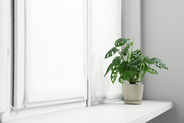 Window with blinds and potted Epipremnum plant on sill indoors