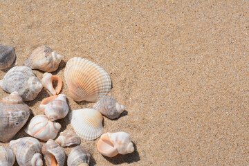 Fototapeta na wymiar Many beautiful sea shells on sand, closeup. Space for text