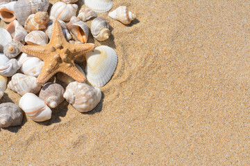 Fototapeta na wymiar Beautiful starfish and sea shells on sandy beach, space for text