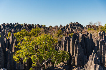 The great Tsingy de Bemaraha of Madagascar in the Tsingy de Bemaraha Integral Nature Reserve of UNESCO - obrazy, fototapety, plakaty