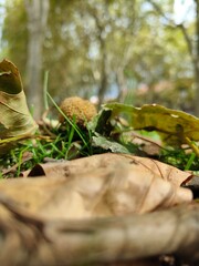 autumn leaves in the forest