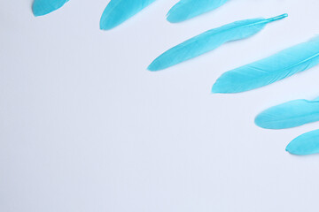 Fototapeta na wymiar Light blue feathers on white background, space for text