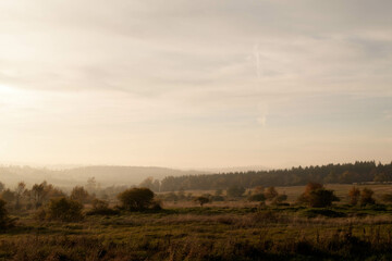 morning in the forest
