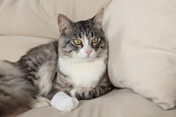 Fototapeta na wymiar Cute cat with paw wrapped in medical bandage on sofa indoors