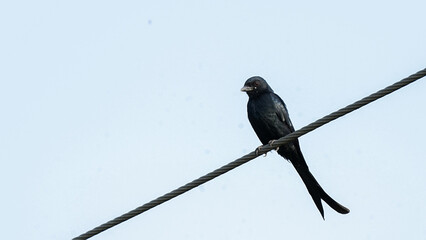 bird on a wire