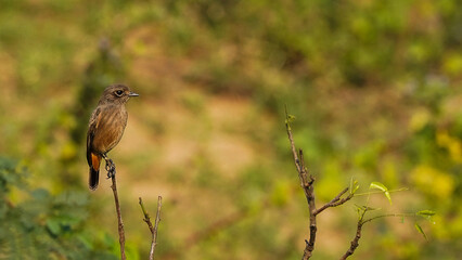 red winged blackbird