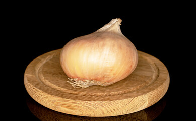One organic juicy unpeeled onion on a wooden plate, close-up, on a black background.