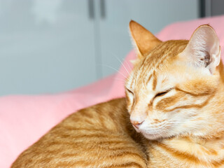 Orange cat sleeping on the pink bed in the bedroon