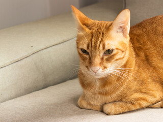 Orange cat sitting on the gray sofa
