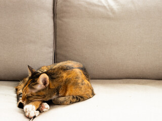 three color cat sleeping on the gray sofa