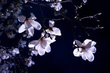 Blooming pink tender magnolia at night illuminated by light, empty space on a dark background. © KSENIYA