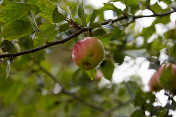 Organic apple higing on the branch of an apple tree, eco products