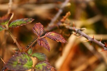Vibrant reddish rose leaves and thorny stems against a blurred background