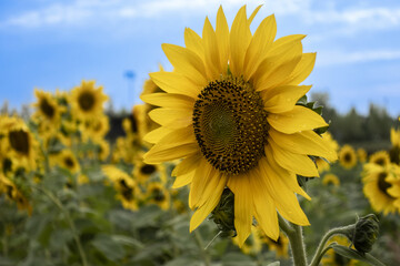 푸른 하늘 아래 활짝 핀 해바라기