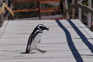 ping&uuml;ino trabajando