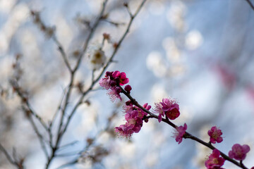 梅の花