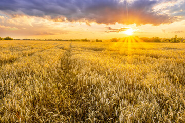 Naklejka premium Amazing view at beautiful summer golden wheaten field with beautiful sunny sky on background, rows leading far away, valley landscape
