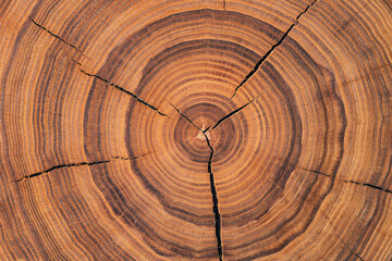stump cut texture, tree rings wood background