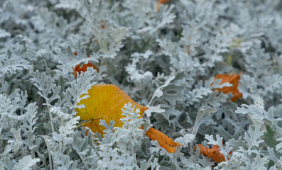 Fallen autumn leaves in decorative grass of Cineraria. Autumn background for seasonal concept or calendar.