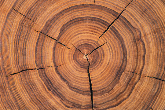 Stump Cut Texture, Tree Rings Wood Background