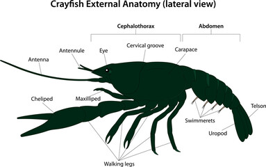 Crayfish External Anatomy (lateral view)