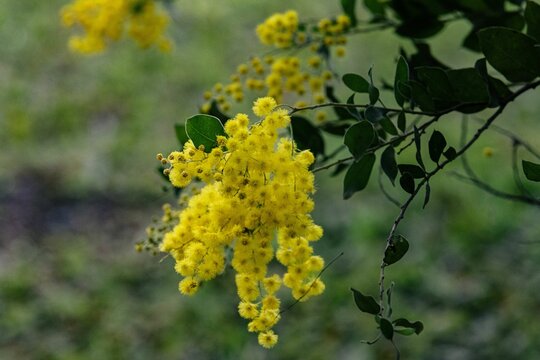 Closeup of Acacia podalyriifolia, mount morgan wattle, pearl acacia.