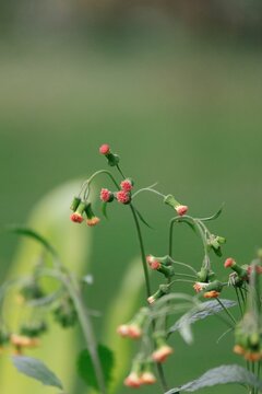 Vertical closeup of Emilia fosbergii, Florida tasselflower.