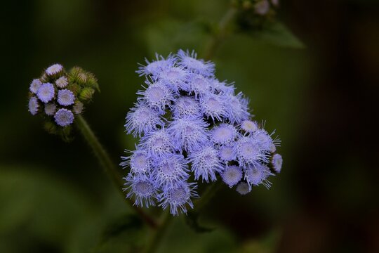 Closeup of Ageratum houstonianum, bluemink against the blurry background.