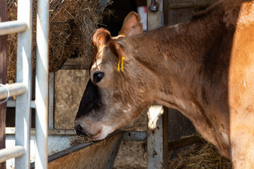 Portrait of Cow at a Farm