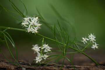 Shatavari or Asparagus racemosus flowers on nature background.