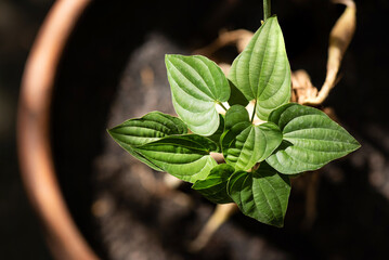 Stemona tuberosa green leaves on nature background.top view.