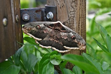 moth , ćma © Multimen