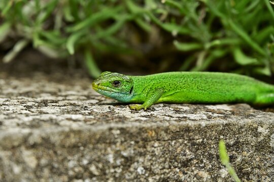 Ramarro , jaszczurka, ramarro lizard