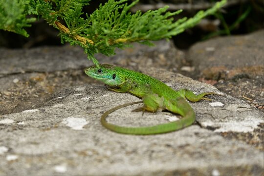 Ramarro , jaszczurka, ramarro lizard