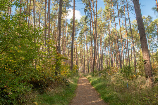 Sch&ouml;ner Radweg im Wald im leuchtenden Herbst bei Jabel