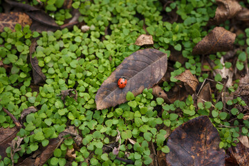 Naklejka na ściany i meble Tiny beautiful ladybug, lady-bird on dry leaf among fresh green grass. Autumn nature, insect wildlife. Top view