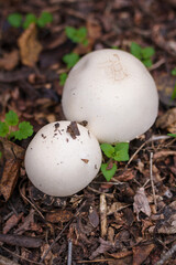 Two champignon mushrooms caps hiding in autumn leaves. Autumn forest nature, mushrooms picking, healthy organic food, protein diet.