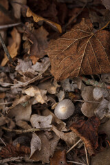 Little grey mushroom cap among dry brown leaves in autumn forest. Beautiful nature, macro world photography. Top view