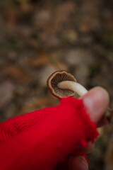 Female hand in red knit mitten holding little brown mushroom on unfocused forest background. Autumn mushrooms picking
