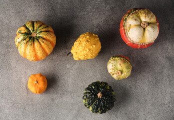 Variety of pumpkins, squashes and gourds randomly spread on a gray stone background, top view, flat lay. 