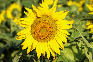 Kwitnący słonecznik w słoneczny letni dzień - obrazy, fototapety, plakaty