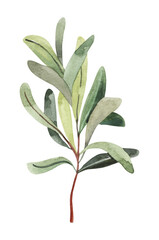 Field herbs, hand painted watercolor mistletoe green branches illustrations. Herbarium, botanical elements for design. Watercolor hand drawn clipart