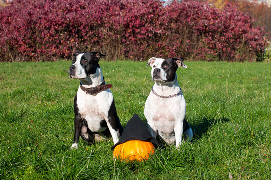 dogs in witch hats with a pumpkin on a background of yellow leaves. Halloween Celebration