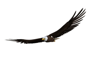 Bald Eagle soaring. 3d illustration isolated on transparent background.