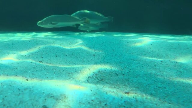 Giant dusky kob all swimming in one direction at the bottom of an aquarium tank