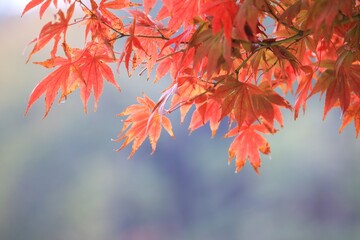 가을풍경 - 단풍나무